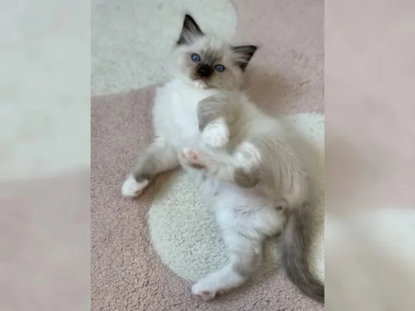 Cuccioli Ragdoll con Pedigree | Foto 0