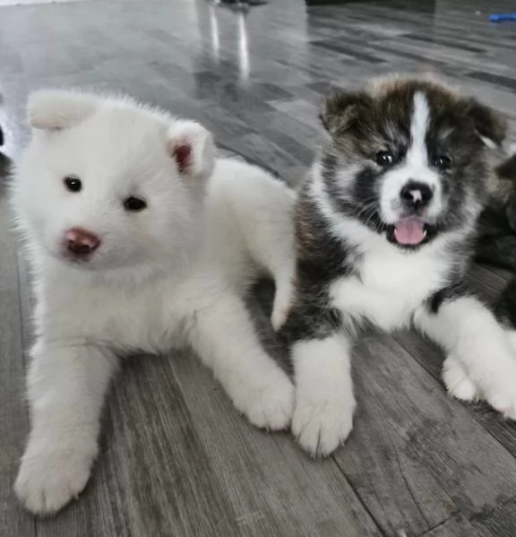 Bellissimi cuccioli di Akita in cerca della loro futura casa