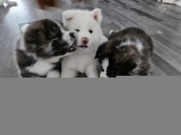 Bellissimi cuccioli di Akita in cerca della loro futura casa | Foto 6