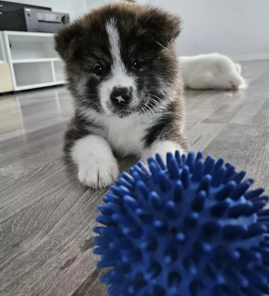 Bellissimi cuccioli di Akita in cerca della loro futura casa | Foto 0