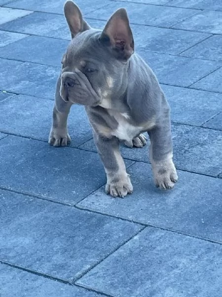 BULLDOG - BOULEDOGUE FRANCESE CUCCIOLI