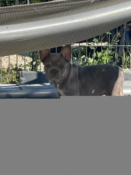 BULLDOG - BOULEDOGUE FRANCESE CUCCIOLI | Foto 2