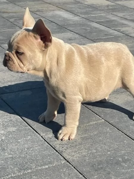 Bouledogue francese con pedigree | Foto 2