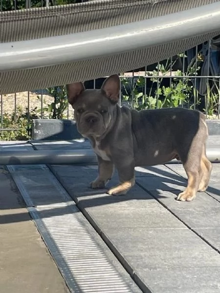 Bouledogue francese con pedigree