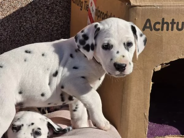 Cucciolo di Dalmata subito disponibile | Foto 0