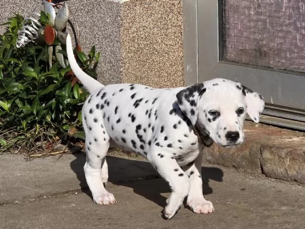 Cucciolo di Dalmata subito disponibile