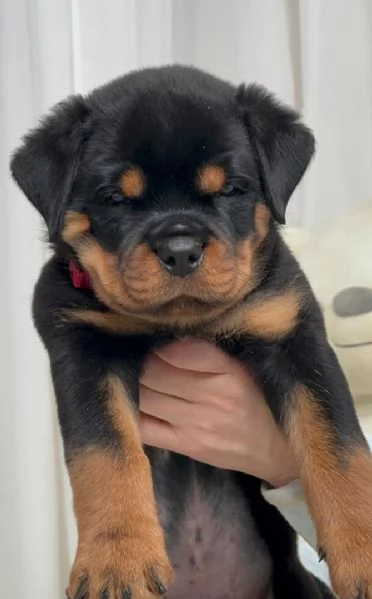  Cuccioli di Rottweiler disponibili per l'adozione!