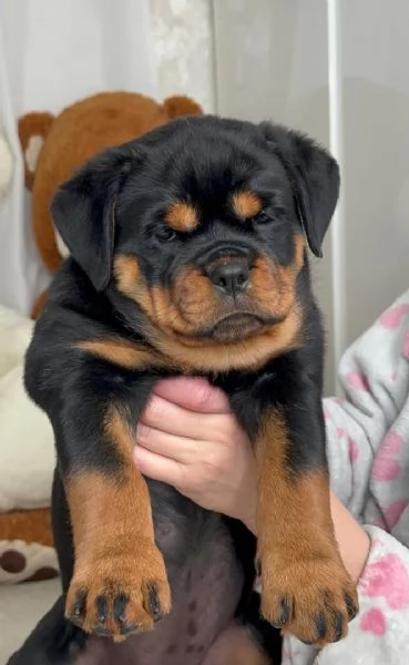 Cuccioli di Rottweiler disponibili per l'adozione! | Foto 1