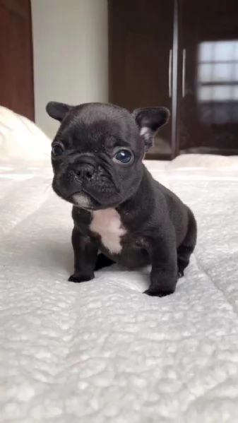 Adotta un adorabile cucciolo di bulldog francese | Foto 1