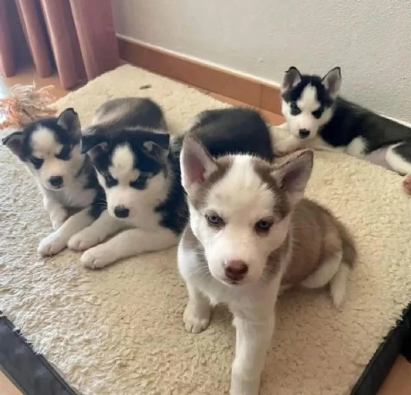 cuccioli di husky disponibili per l'adozione!