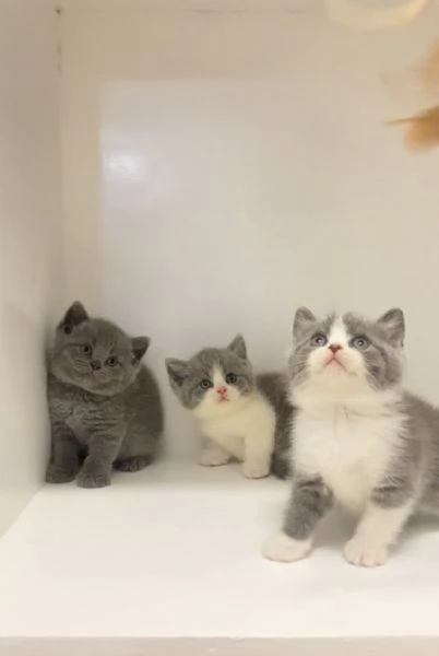 Gattini British Shorthair Eleganza e Dolcezza