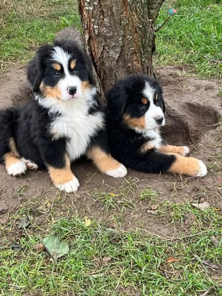 Cuccioli bovari del bernese bellissimi verranno ceduti a 90 giorni  | Foto 1