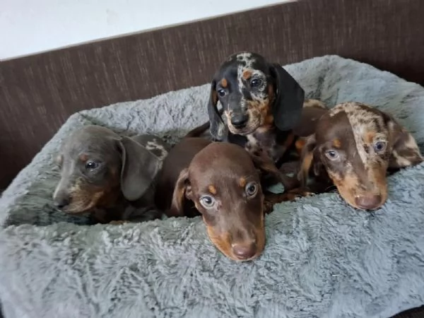 cuccioli di bassotto tedesco alta genealogia con pedigree  | Foto 1