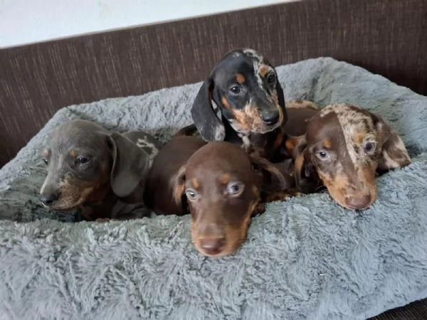 cuccioli di bassotto tedesco alta genealogia con pedigree  | Foto 0