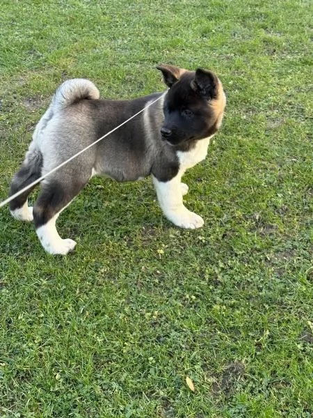 Disponibili, cuccioli di Akita Inu di tre mesi | Foto 2