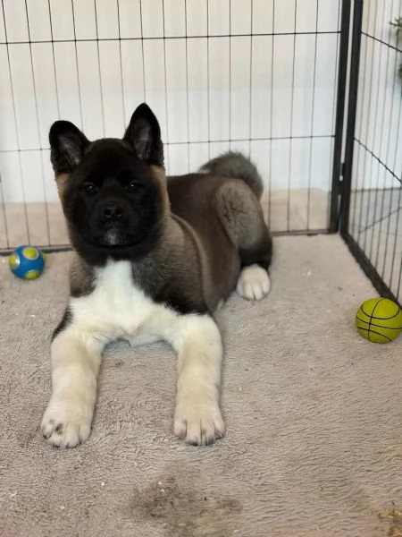 Disponibili, cuccioli di Akita Inu di tre mesi | Foto 1