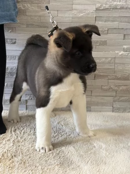 Disponibili, cuccioli di Akita Inu di tre mesi