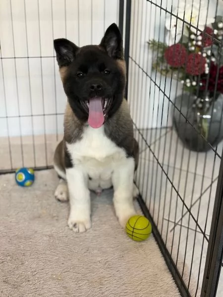 Disponibili, cuccioli di Akita Inu di tre mesi | Foto 0