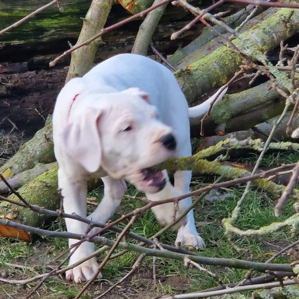 Dogo argentino di altissima genealogia | Foto 1