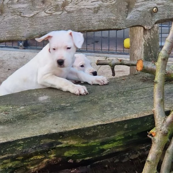 dispone di cuccioli di Dogo Argentino 