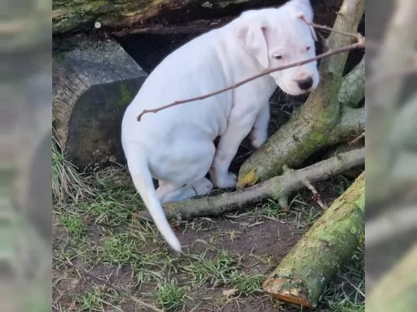 dispone di cuccioli di Dogo Argentino  | Foto 1