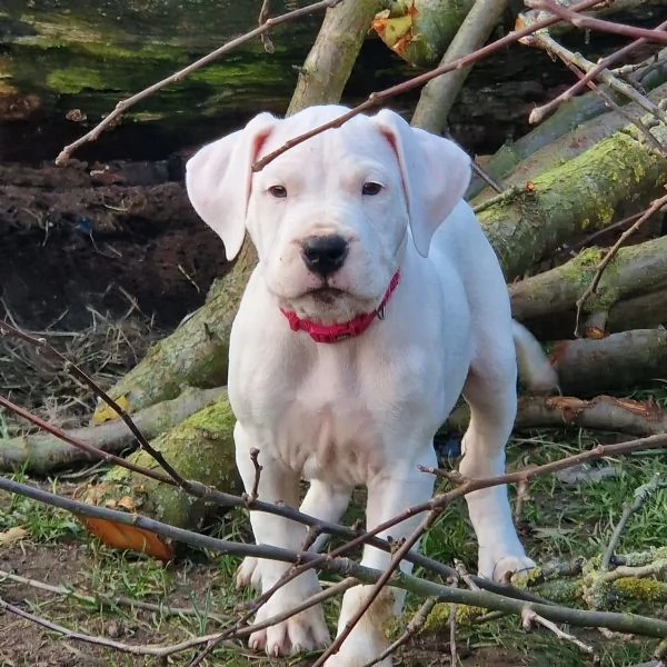 dispone di cuccioli di Dogo Argentino  | Foto 0