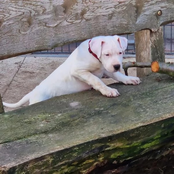  fantastica cucciola di dogo argentino | Foto 1