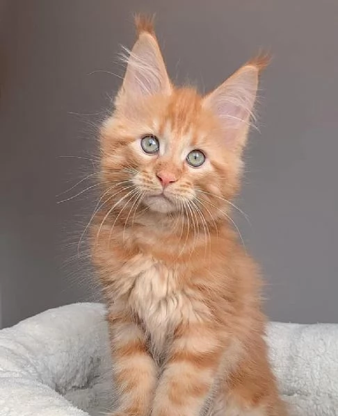 Maine Coon disponibili !!