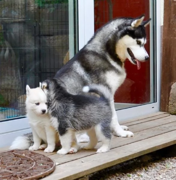 Meravigliosi cuccioli di SIBERIAN HUSKY