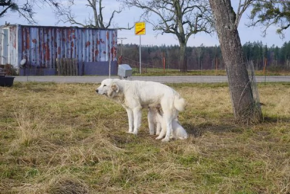 Disponibili cuccioli di Pastore maremmano Abruzzese  | Foto 1