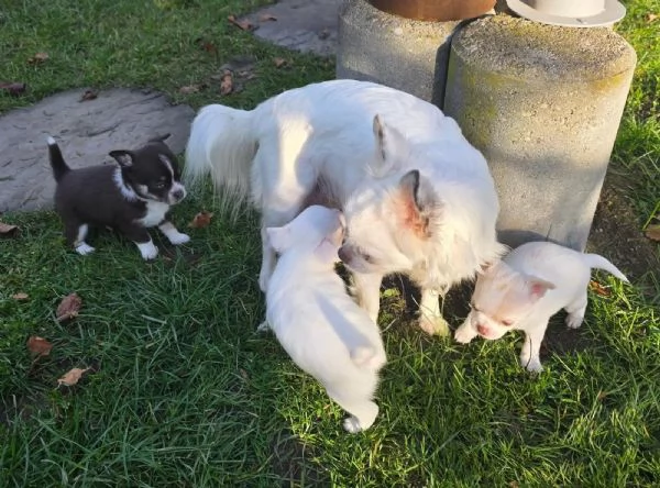 stupendi cuccioli di chihuahua bianchi e lilac, cioccolato  | Foto 4