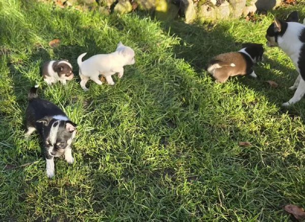 stupendi cuccioli di chihuahua bianchi e lilac, cioccolato  | Foto 3