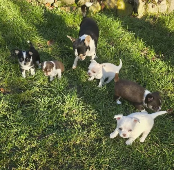 stupendi cuccioli di chihuahua bianchi e lilac, cioccolato 