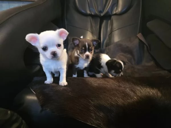 Bellissimi cuccioli di chihuahua senza Pedigree,  | Foto 1