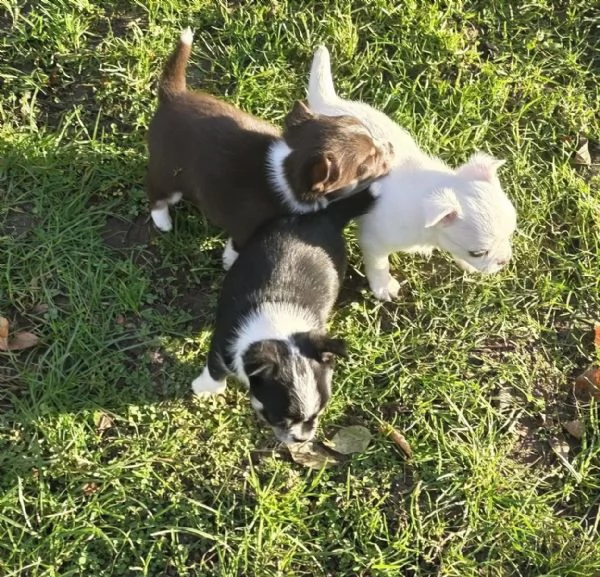 Bellissimi cuccioli di chihuahua senza Pedigree,  | Foto 0