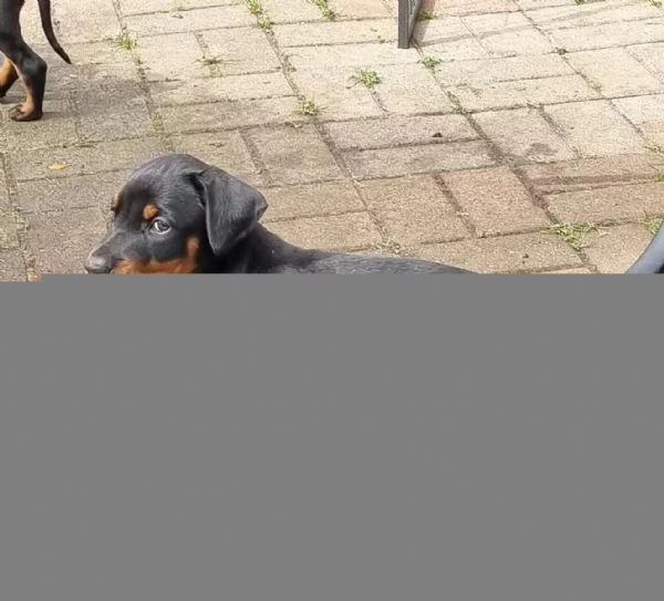 Disponibili da subito cuccioli di Dobermann, molto belli  | Foto 3