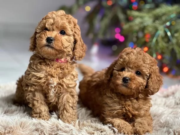 Bellissimi cuccioli di Barboncino Toy | Foto 0