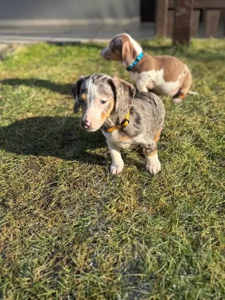 Adorabili cuccioli di bassotti nani di tre mesi e mezzo | Foto 3