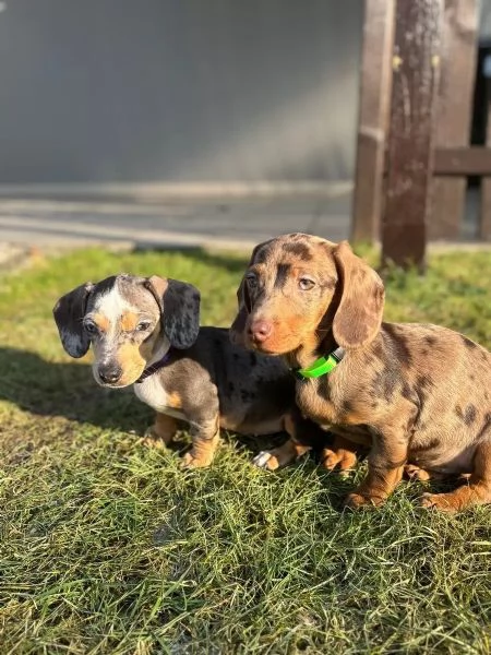 Adorabili cuccioli di bassotti nani di tre mesi e mezzo | Foto 1