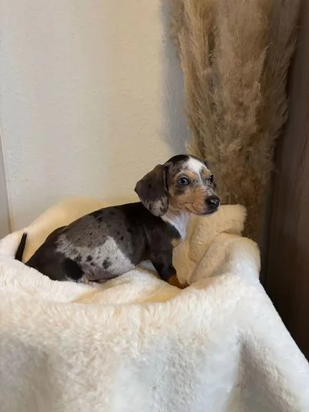 Adorabili cuccioli di bassotti nani di tre mesi e mezzo | Foto 0