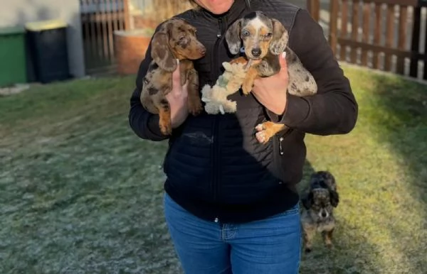 bassotti sverminati, vaccinati e con microchip. | Foto 2