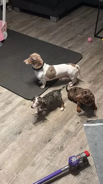 bassotti sverminati, vaccinati e con microchip. | Foto 1