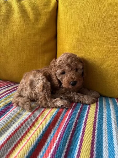 Disponibili splendidi cuccioli di BARBONCINI Toy /nano /minitoy | Foto 2