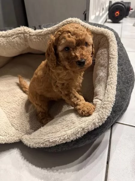 Disponibili splendidi cuccioli di BARBONCINI Toy /nano /minitoy | Foto 1