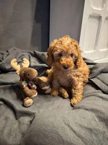 Disponibili splendidi cuccioli di BARBONCINI Toy /nano /minitoy | Foto 0