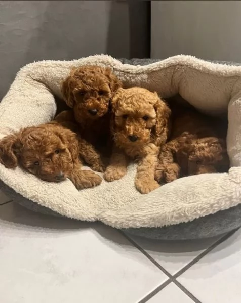 Disponibili splendidi cuccioli di BARBONCINI Toy /nano /minitoy