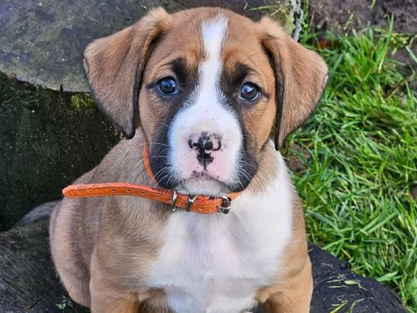 CUCCIOLI DI BOXER Meravigliosi cuccioli di Boxer | Foto 2