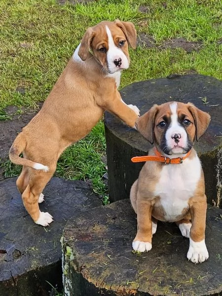 CUCCIOLI DI BOXER Meravigliosi cuccioli di Boxer