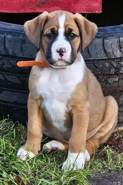 Cuccioli di Boxer di razza pura di 13 settimane | Foto 1