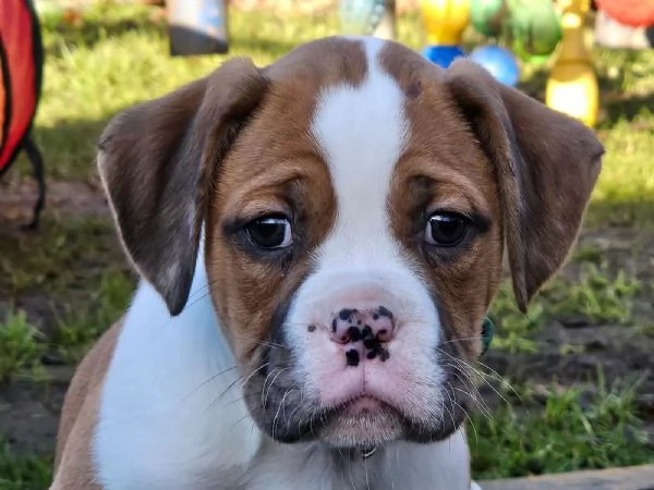 Cuccioli di Boxer di razza pura di 13 settimane | Foto 0